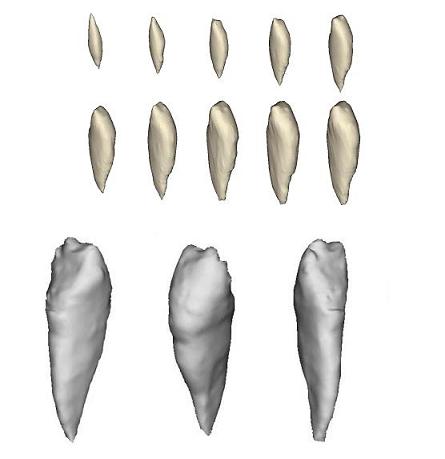 正交各向异性的股骨四面体网格模